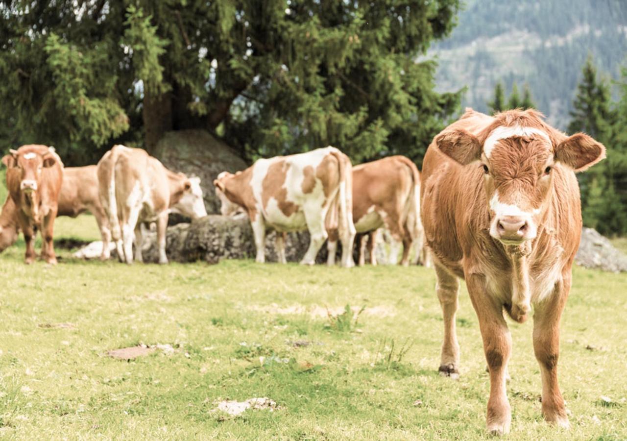 Hoferhof Schladming -Dachstein Holiday home Schladming